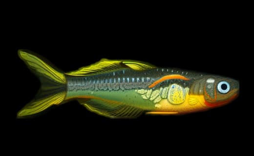 Gabelschwanz-Blauauge (Pseudomugil furcatus)