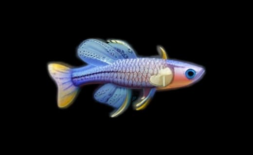 Geflecktes Blauauge (Pseudomugil gertrudae)