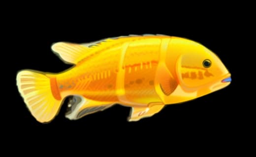 Gelber Labidochromis (Labidochromis caeruleus)