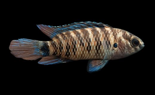 Indischer Blaubarsch (Badis badis)