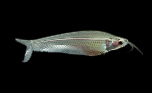 Indischer Glaswels (Kryptopterus vitreolus)