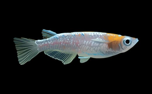 Japanischer Reisfisch (Oryzias latipes)