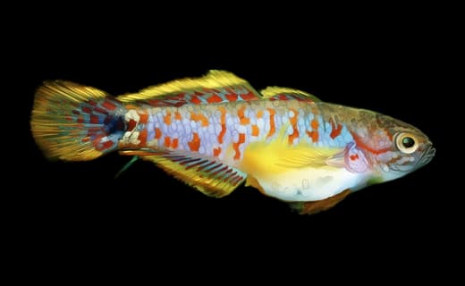 Pastellgrundel (Tateurndina ocellicauda)