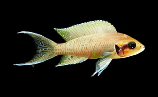 Prinzessin von Burundi (Neolamprologus brichardi)