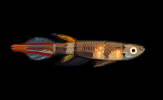 Ringelhechtling (Epiplatys annulatus)