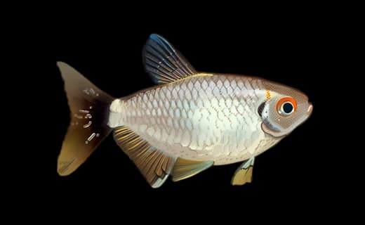 Rotaugen-Moenkhausia (Moenkhausia sanctaefilomenae)
