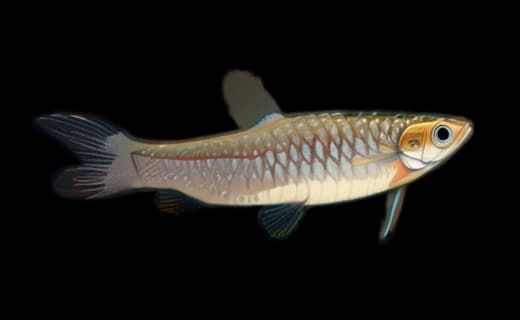 Spritzsalmler (Copella arnoldi)