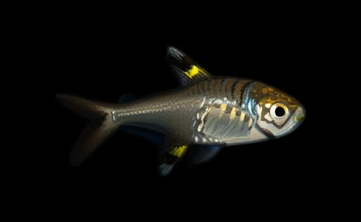 Sternflecksalmler (Pristella maxillaris)