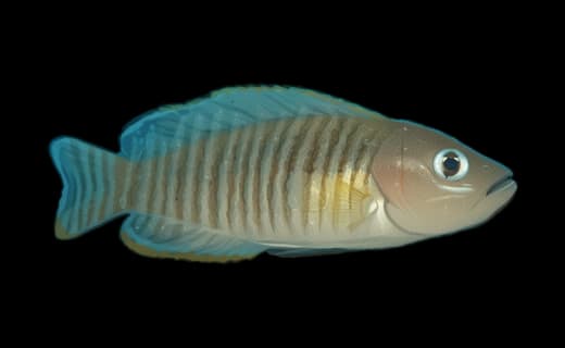 Vielgestreifter Schneckenbuntbarsch (Neolamprologus multifasciatus)