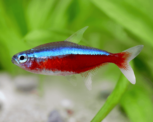 Neonsalmler