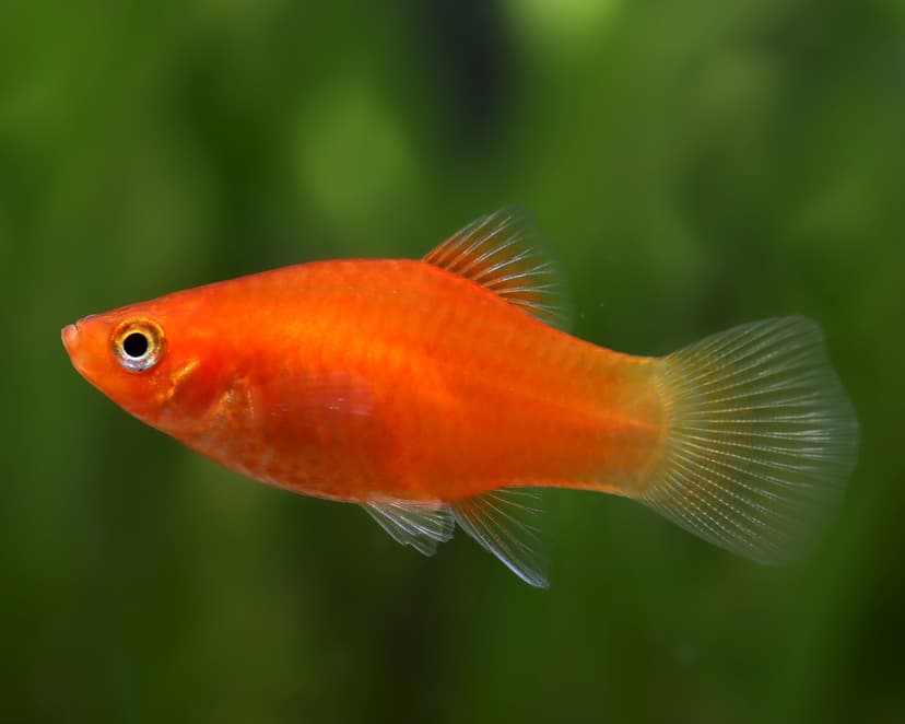 Platy