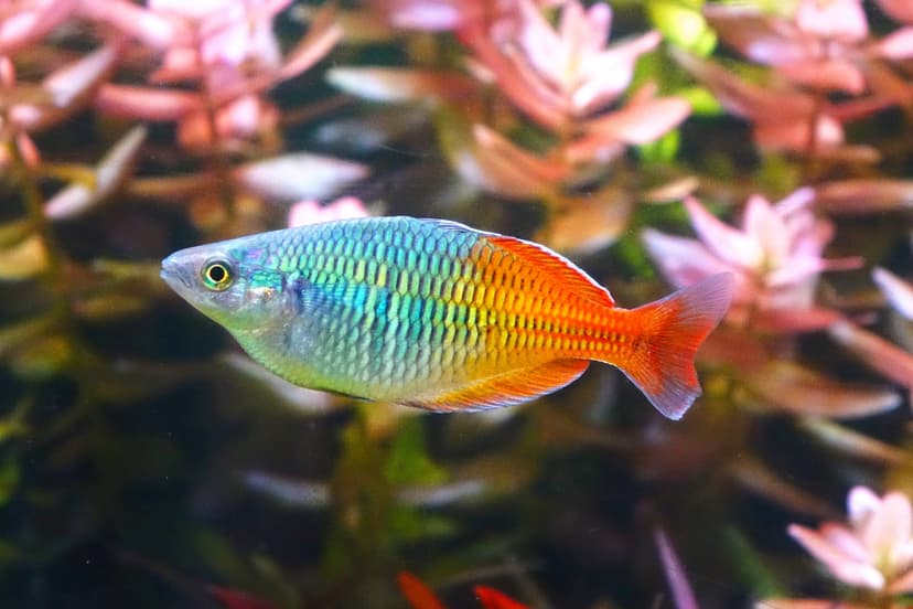 Boesemans Regenbogenfisch
