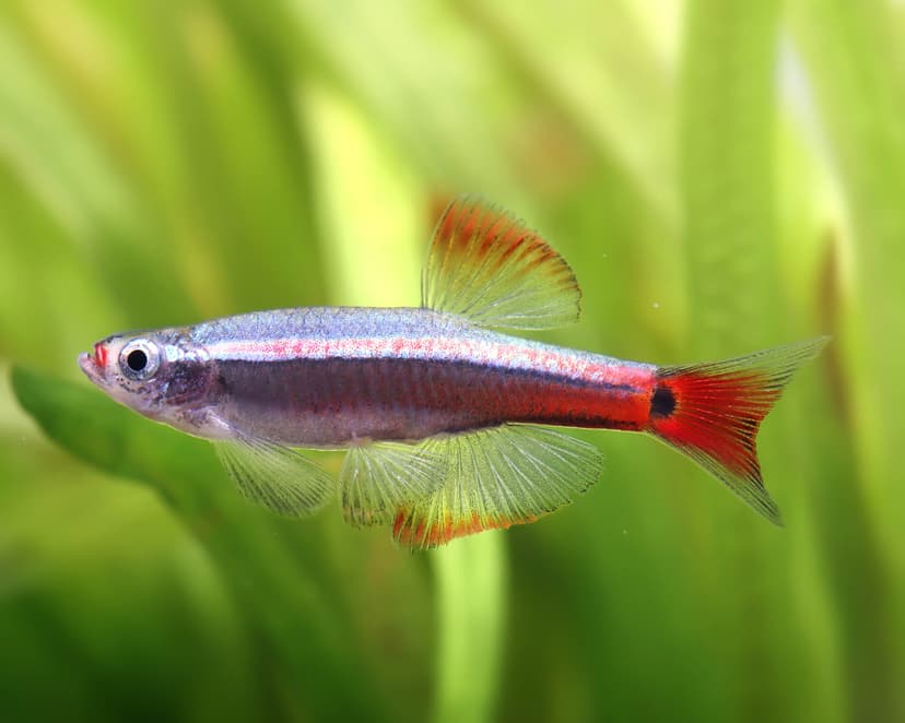 Kardinalfisch