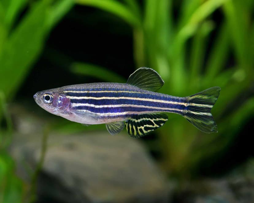 Zebrabärbling