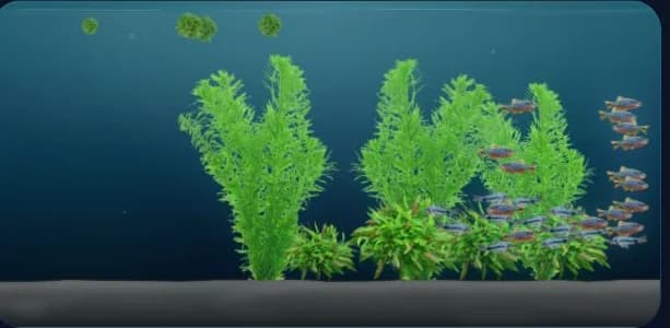 Bepflanztes 100-Liter-Aquarium mit Perlhuhnbärbling und Zwergpanzerwels