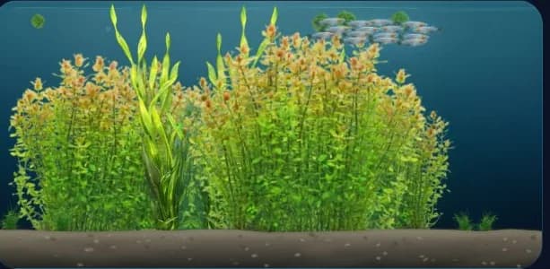 Bepflanztes 120-Liter-Aquarium mit Japanischer Reisfisch
