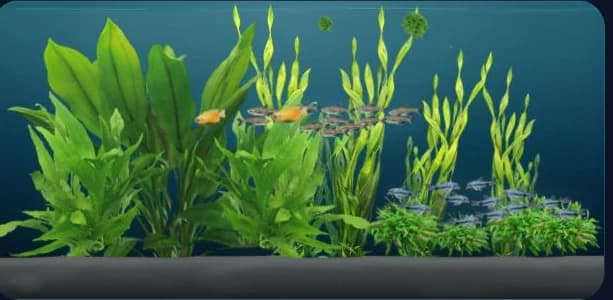Bepflanztes 180-Liter-Aquarium mit Glühlichtsalmler, Honiggurami und Zwergpanzerwels