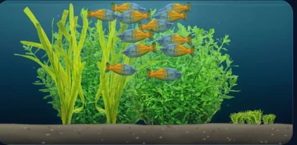 Bepflanztes 200-Liter-Aquarium mit Boesemans Regenbogenfisch