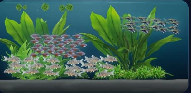Bepflanztes 500-Liter-Aquarium mit Marmorierter Beilbauchsalmler, Roter von Rio und Sterbai-Panzerwels