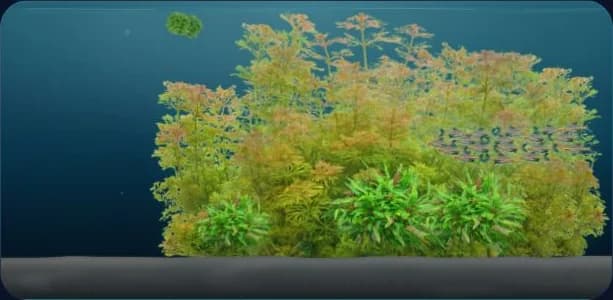 Bepflanztes 60-Liter-Aquarium mit Funkensalmler