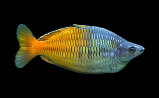 Boesemans Regenbogenfisch (Melanotaenia boesemani)