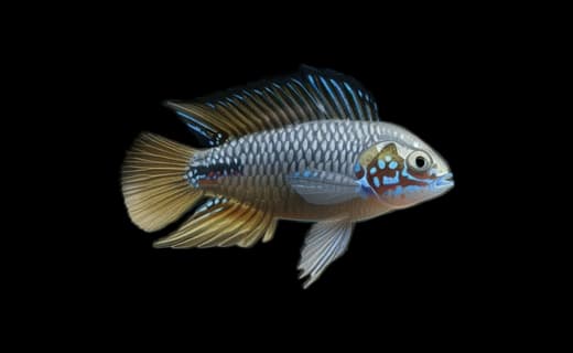 Borelli-Zwergbuntbarsch (Apistogramma borellii)