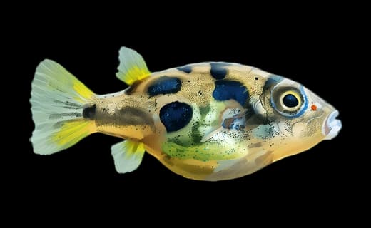 Erbsenkugelfisch (Carinotetraodon travancoricus)