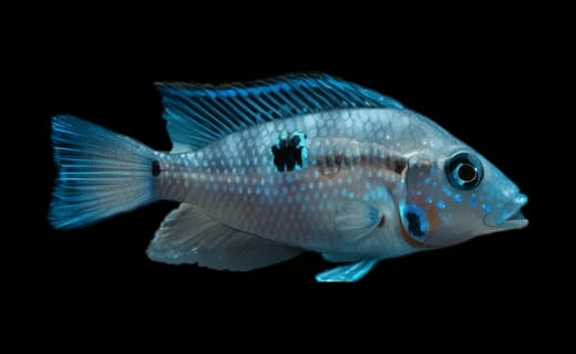 Feuermaulbuntbarsch (Thorichthys meeki)