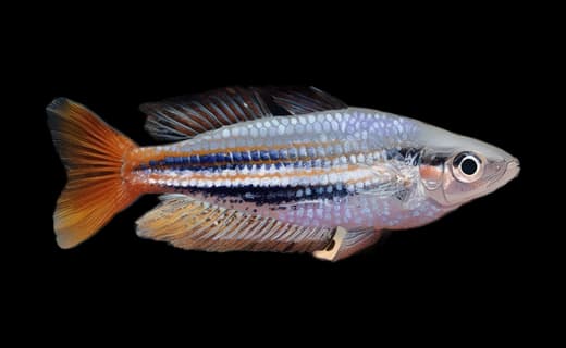 Gestreifter Regenbogenfisch (Melanotaenia splendida)