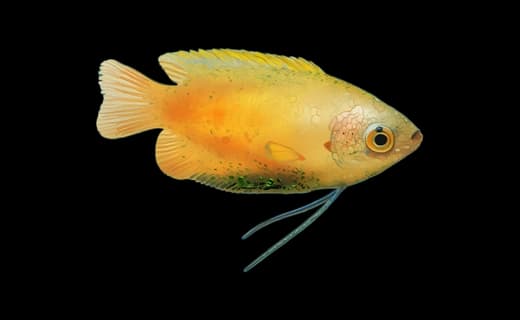 Honiggurami (Trichogaster chuna)