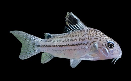 Julii-Panzerwels (Corydoras julii)