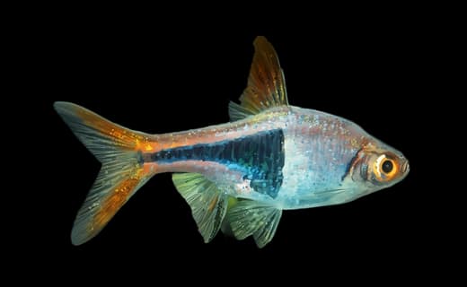 Keilfleckbärbling (Trigonostigma heteromorpha)