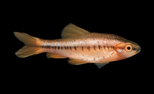 Kirschbarbe (Puntius titteya)