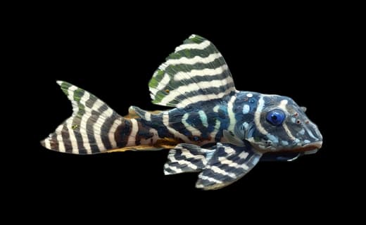 Königstiger-Harnischwels (Peckoltia compta)
