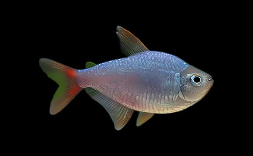 Kolumbianischer Salmler (Hyphessobrycon columbianus)