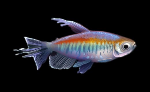 Kongosalmler (Phenacogrammus interruptus)