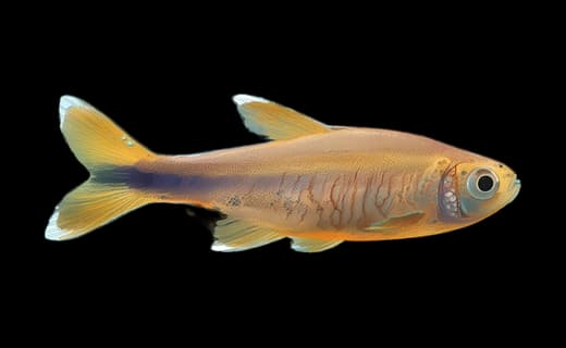 Kupfersalmler (Hasemania nana)