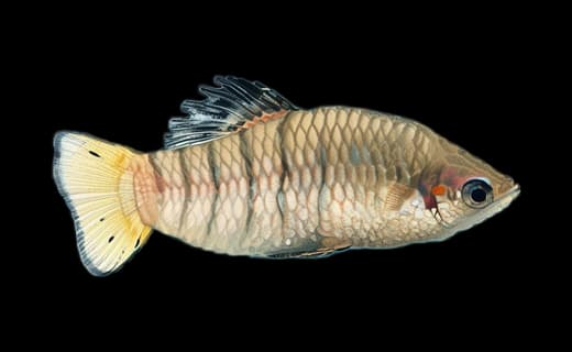 Schwarzband-Limia (Limia nigrofasciata)