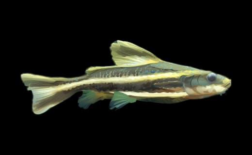 Liniendornwels (Platydoras armatulus)