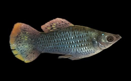 Molly (Poecilia sphenops)