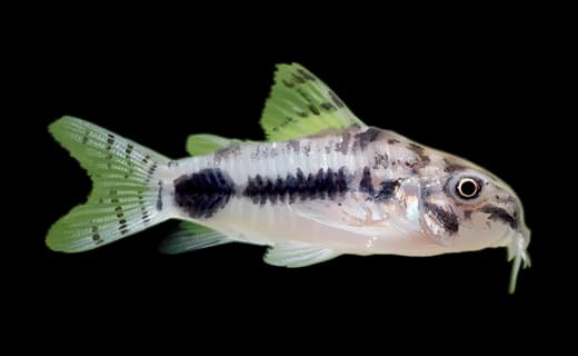 Mückenpanzerwels (Corydoras habrosus)
