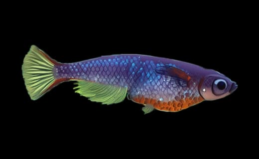 Neon-Reisfisch (Oryzias woworae)