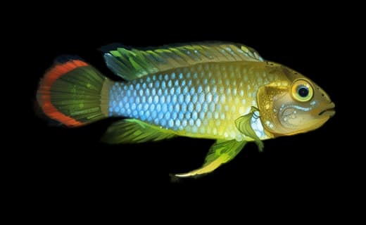 Nijsseni-Zwergbuntbarsch (Apistogramma nijsseni)
