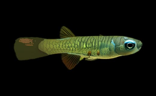 Normans Leuchtaugenfisch (Poropanchax normani)
