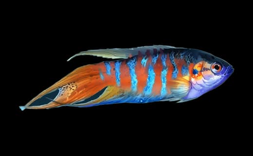 Paradiesfisch (Macropodus opercularis)