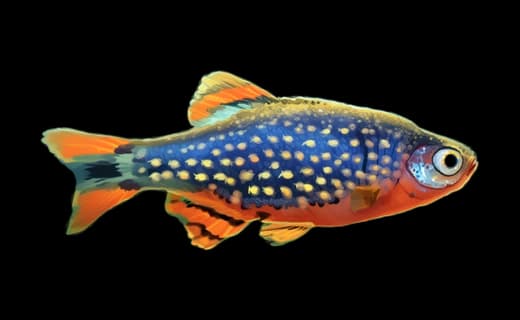Perlhuhnbärbling (Danio margaritatus)