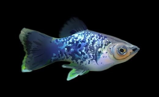 Platy (Xiphophorus maculatus)