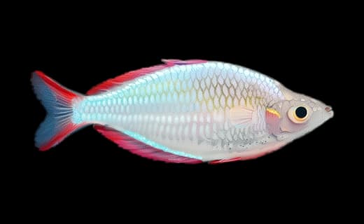 Praecox-Regenbogenfisch (Melanotaenia praecox)