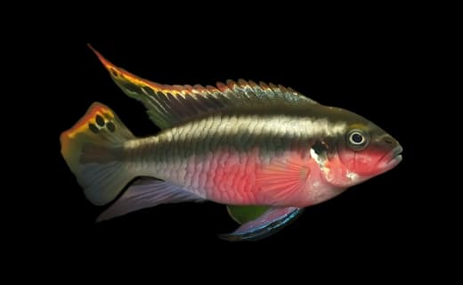 Purpurprachtbarsch (Pelvicachromis pulcher)
