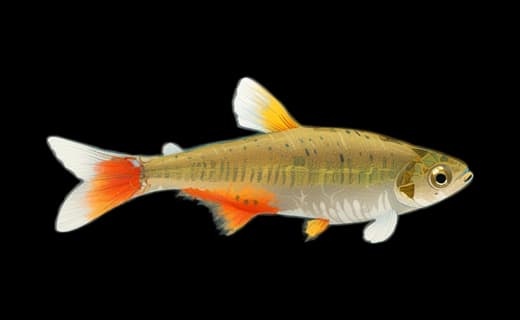 Rotflossensalmler (Aphyocharax anisitsi)